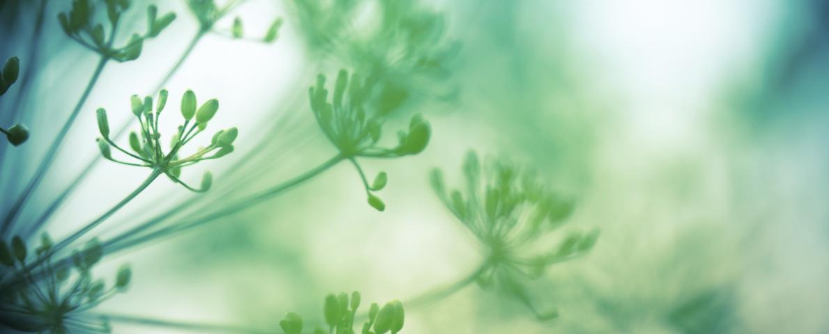 Blumen