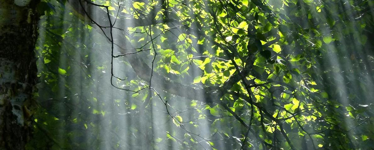 Wald