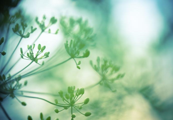 Blumen